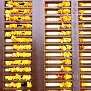 Propolis PREMIUM