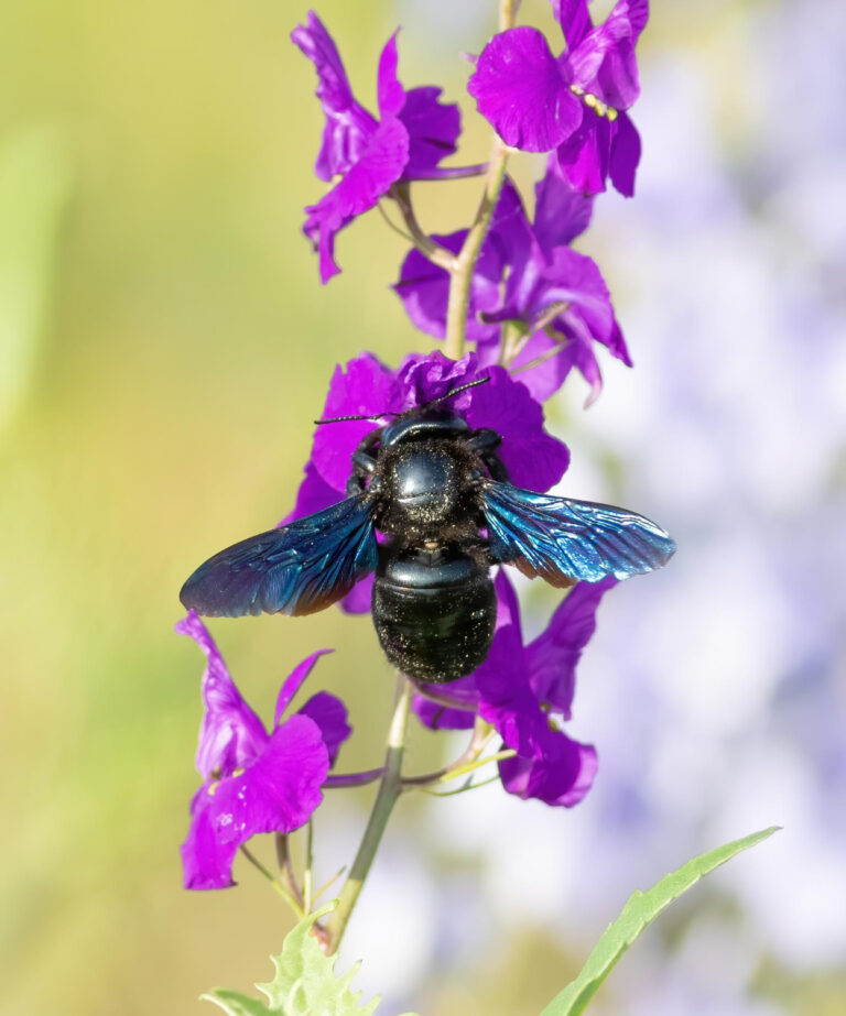 xylocopa na kwiatku
