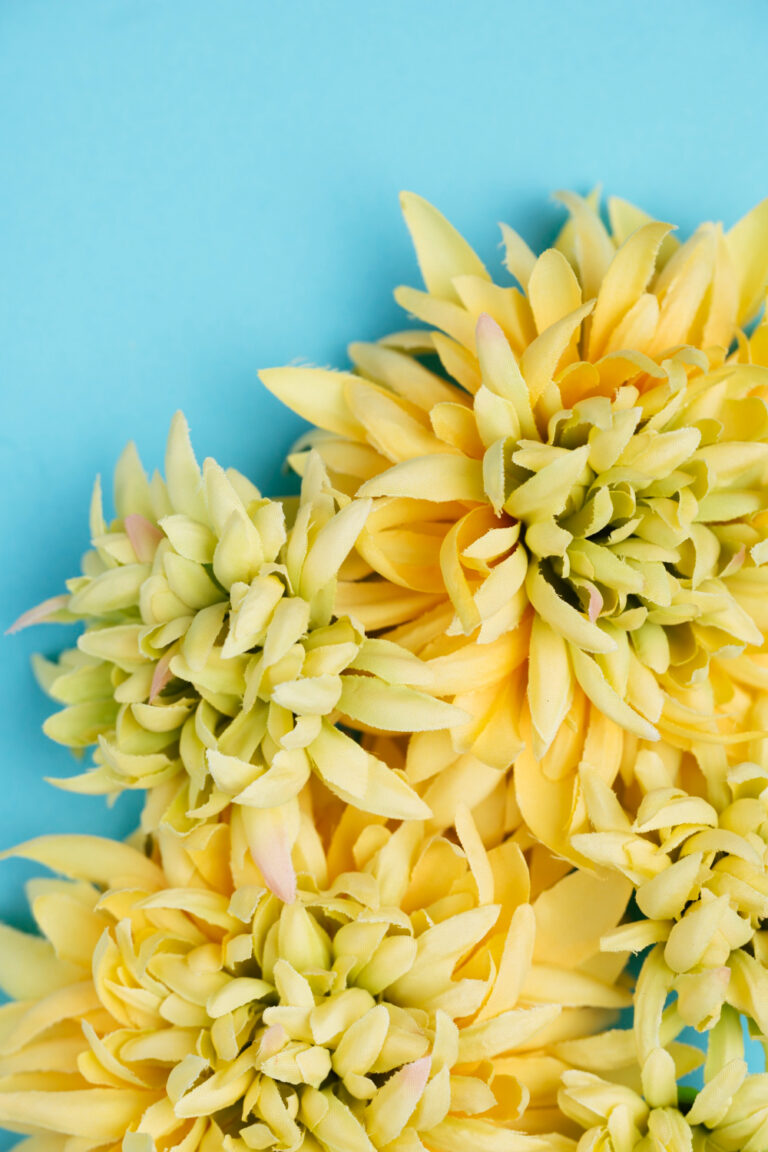 kwiat ylang ylang